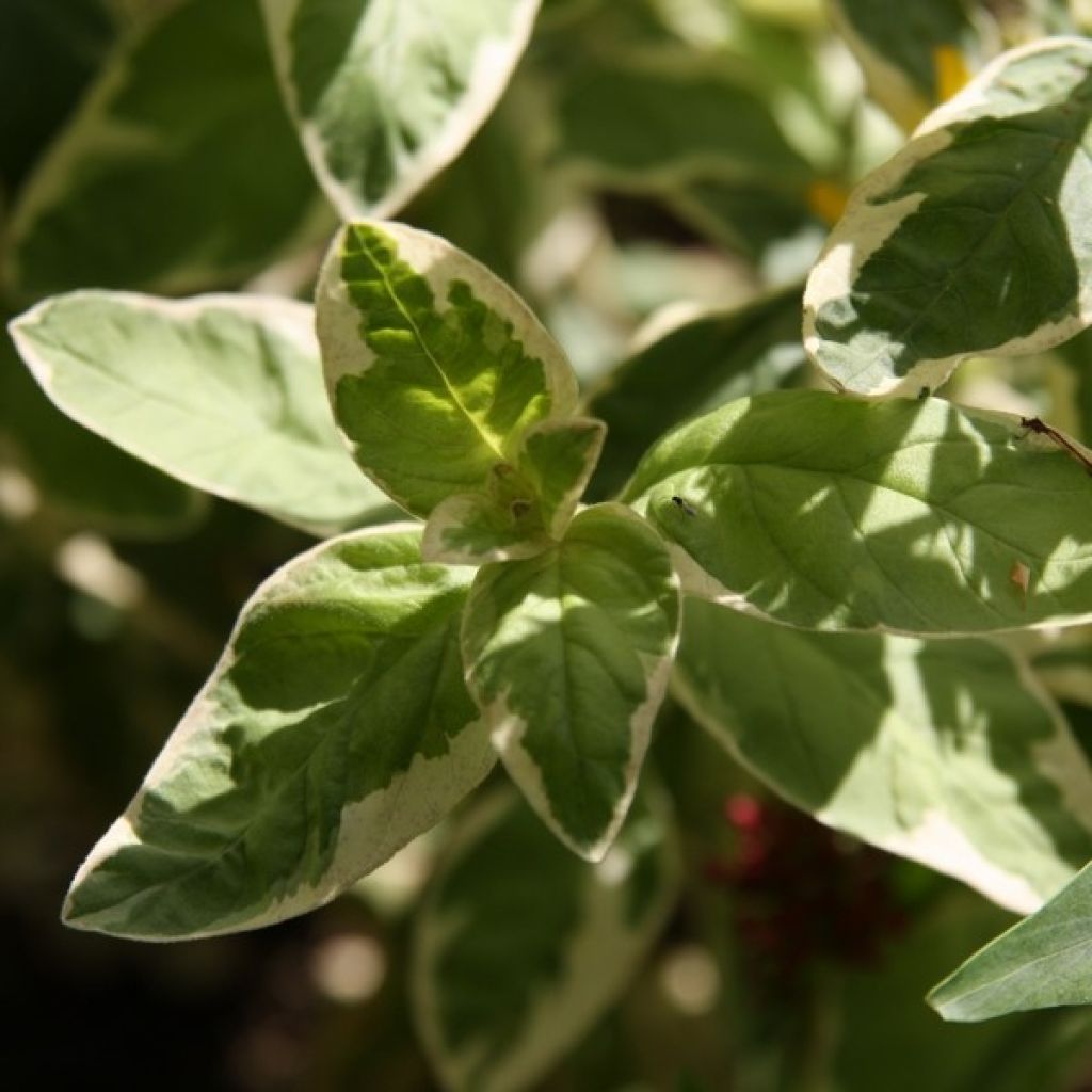 Lysimachia punctata Alexander - Salicaria punteada