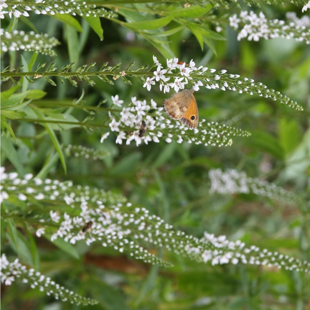 Lysimachia fortunei