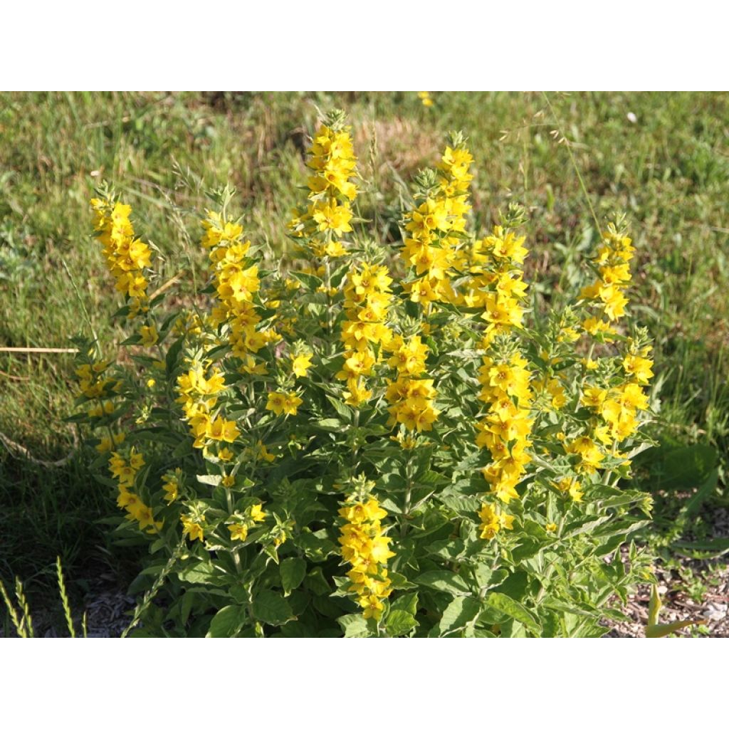 Lysimachia punctata - Salicaria punteada