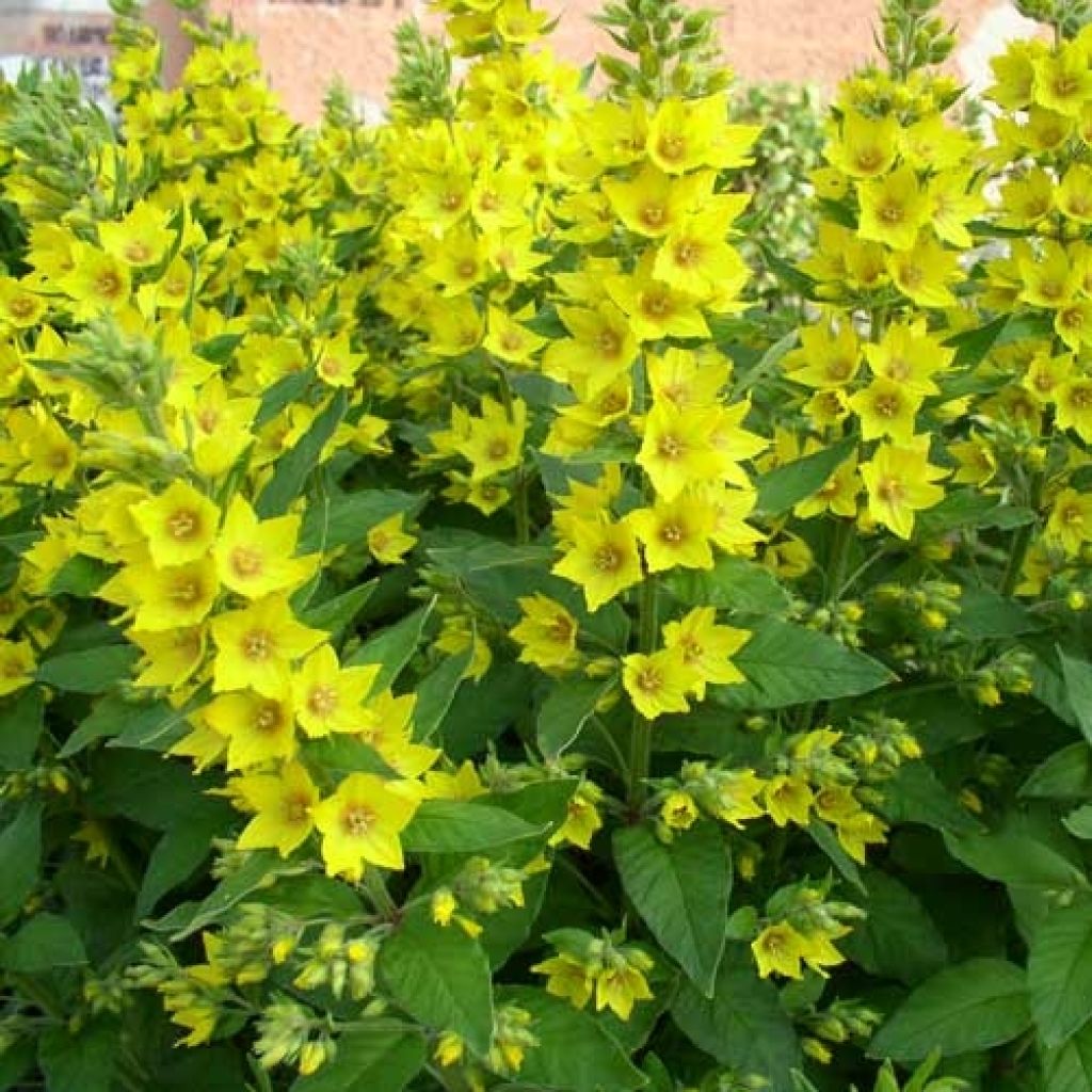 Lysimachia vulgaris