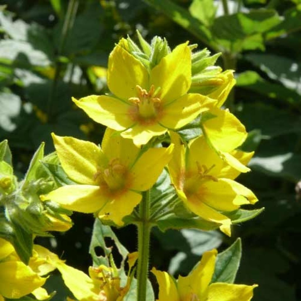 Lysimachia vulgaris