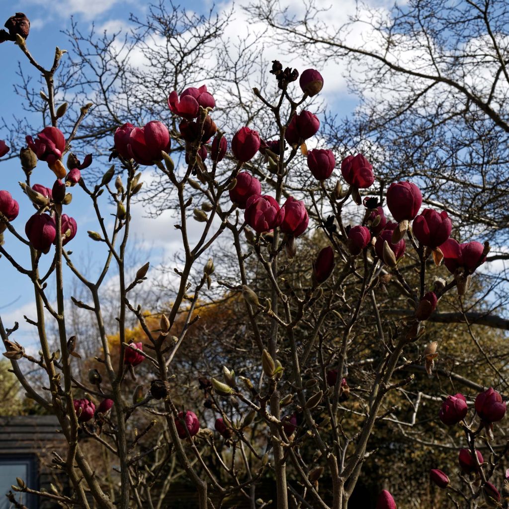 Magnolia Black Tulip