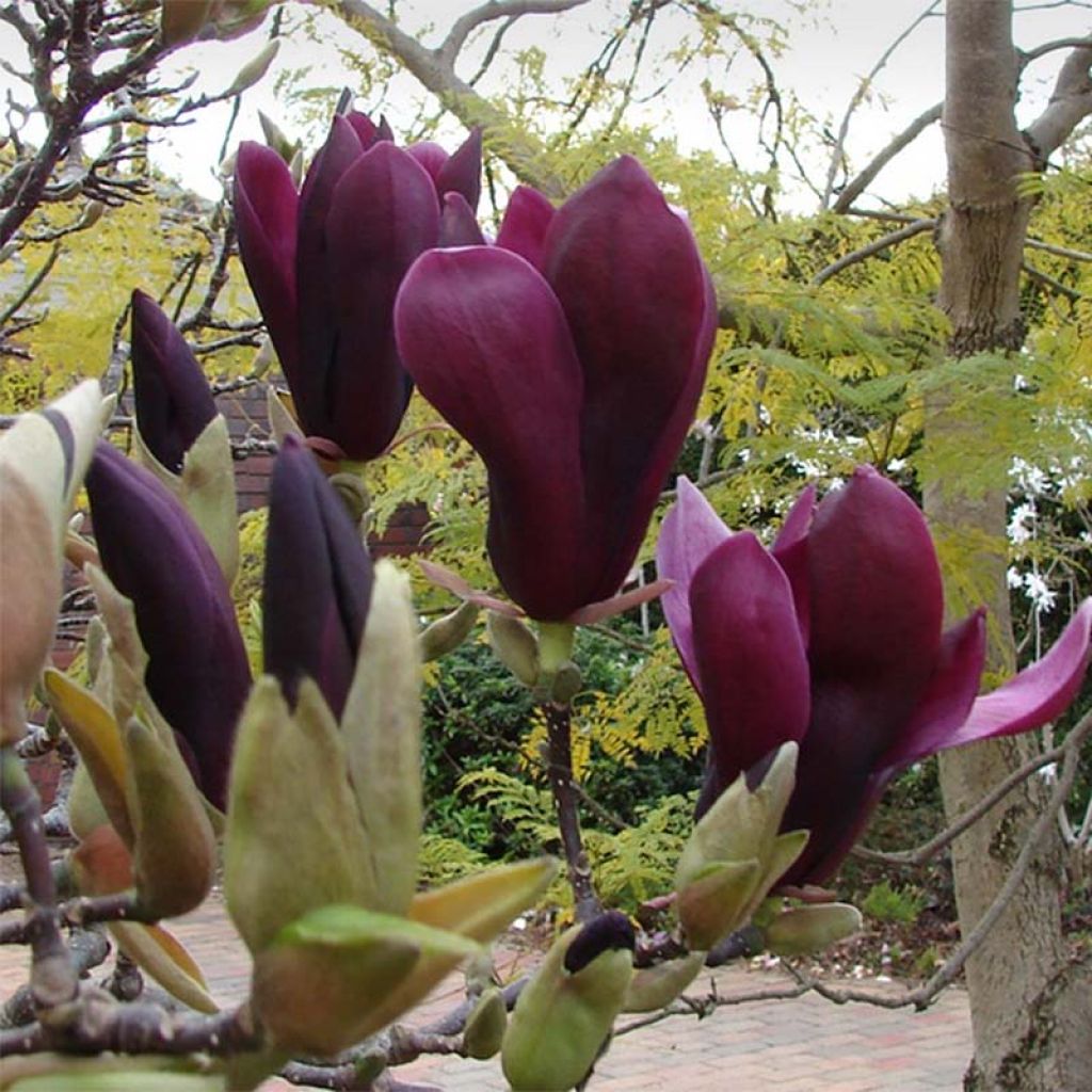 Magnolia Black Tulip