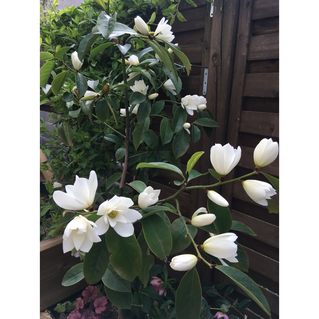 Magnolia doltsopa Fairy White