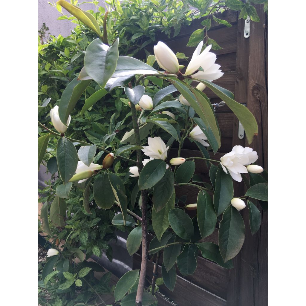 Magnolia doltsopa Fairy White