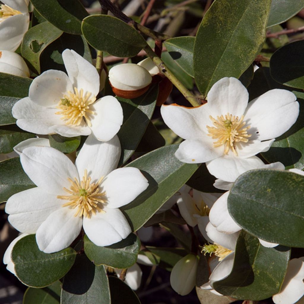 Magnolia laevifolia Achteraan - Michelia yunnanensis