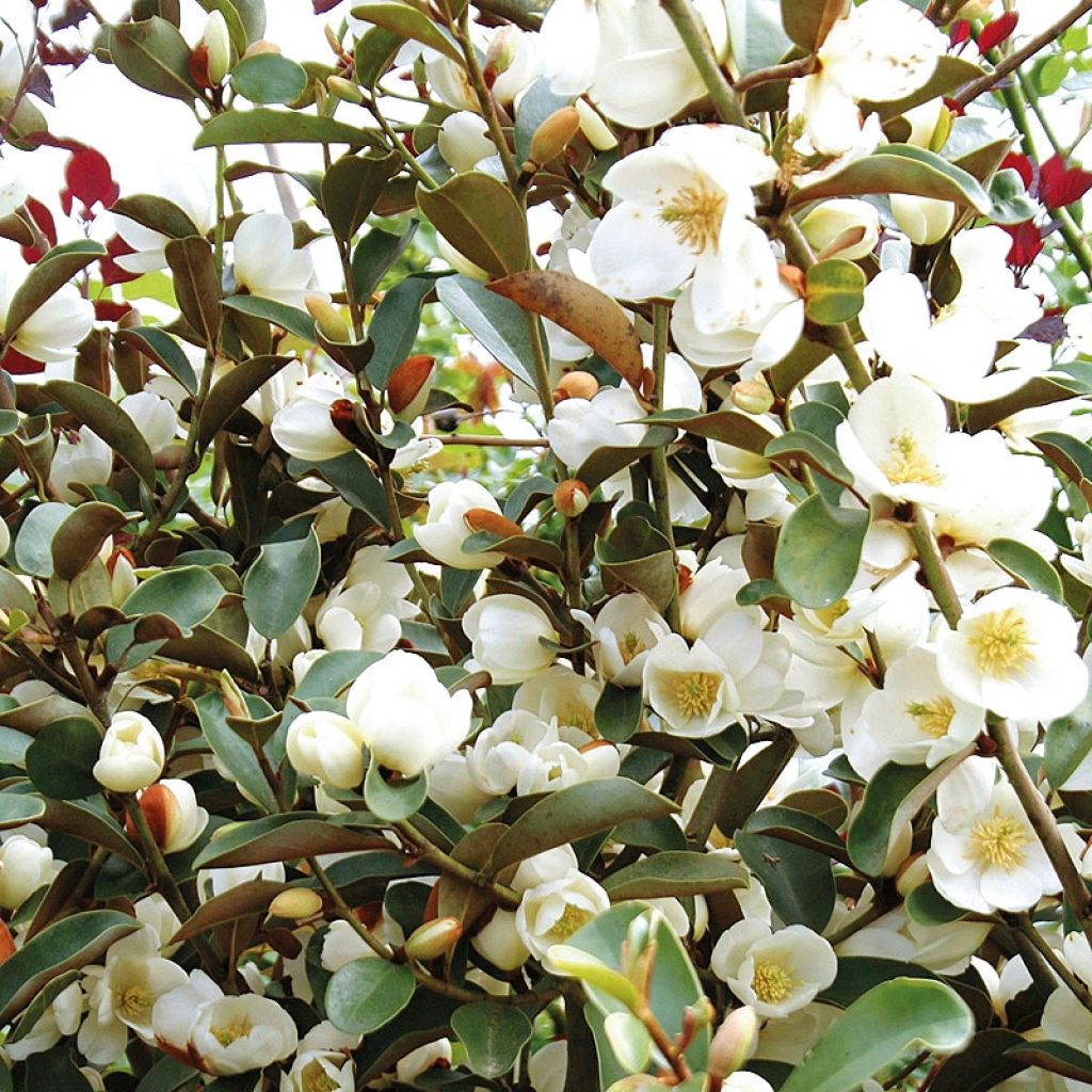 Magnolia laevifolia Achteraan