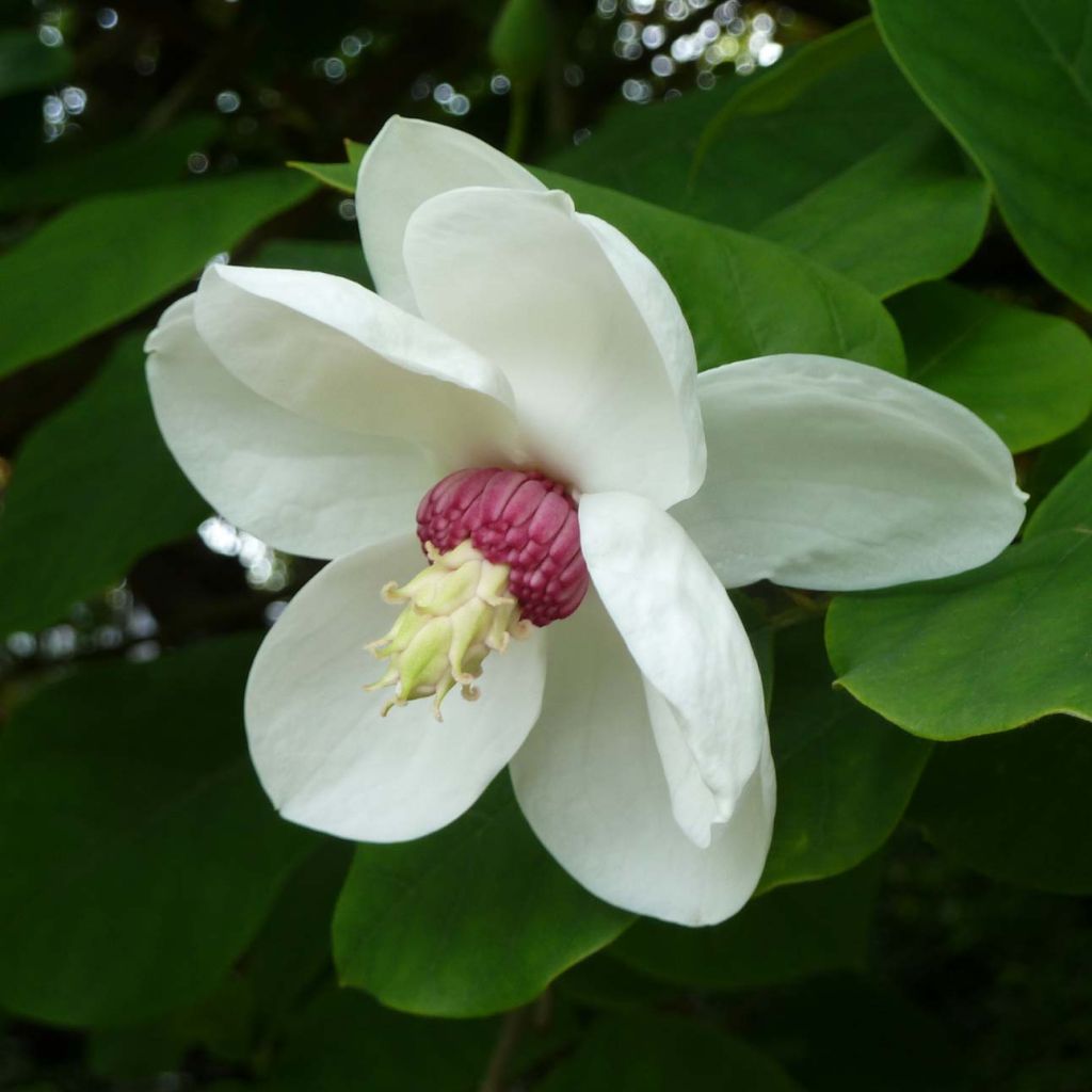 Magnolia sieboldii - Magnolia de Siebold