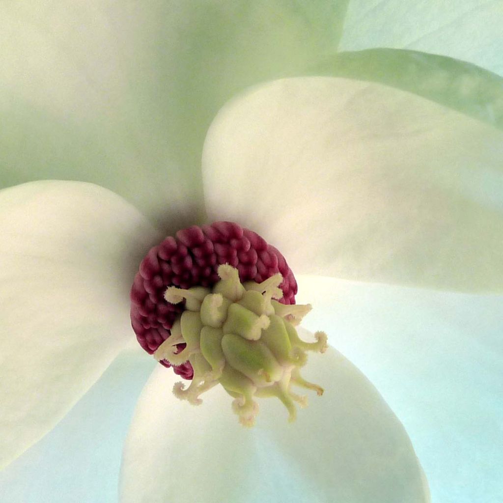 Magnolia sieboldii - Magnolia de Siebold