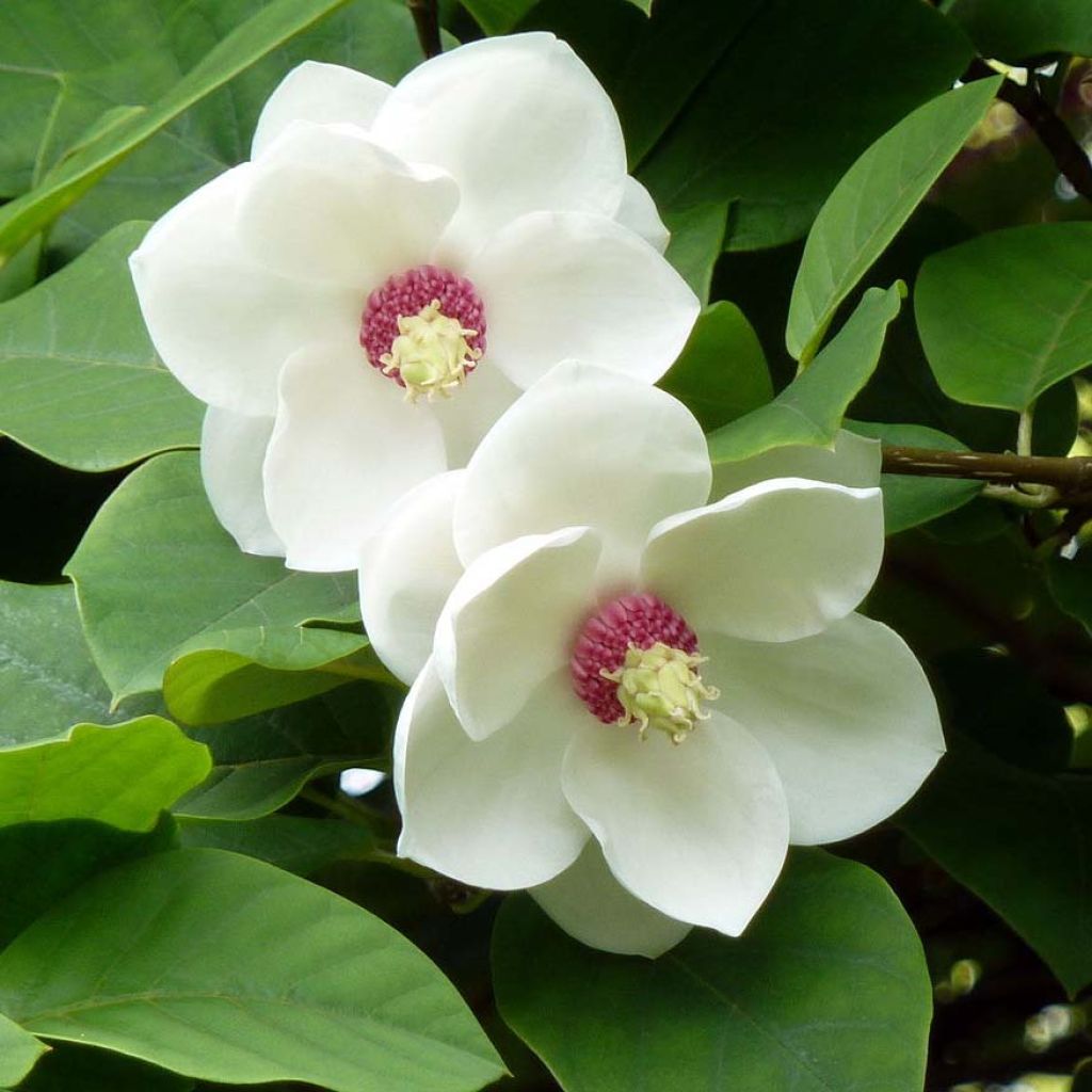 Magnolia sieboldii - Magnolia de Siebold