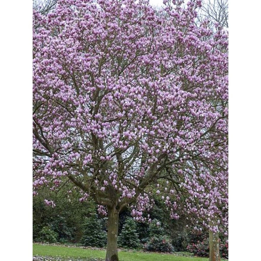 Magnolia soulangeana Andre Leroy