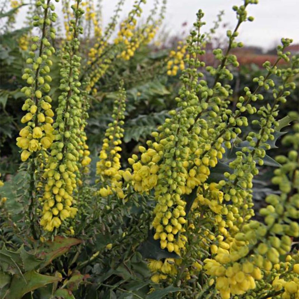 Mahonia media Winter Sun