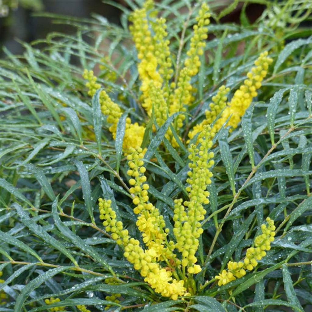 Mahonia eurybracteata Soft Caress