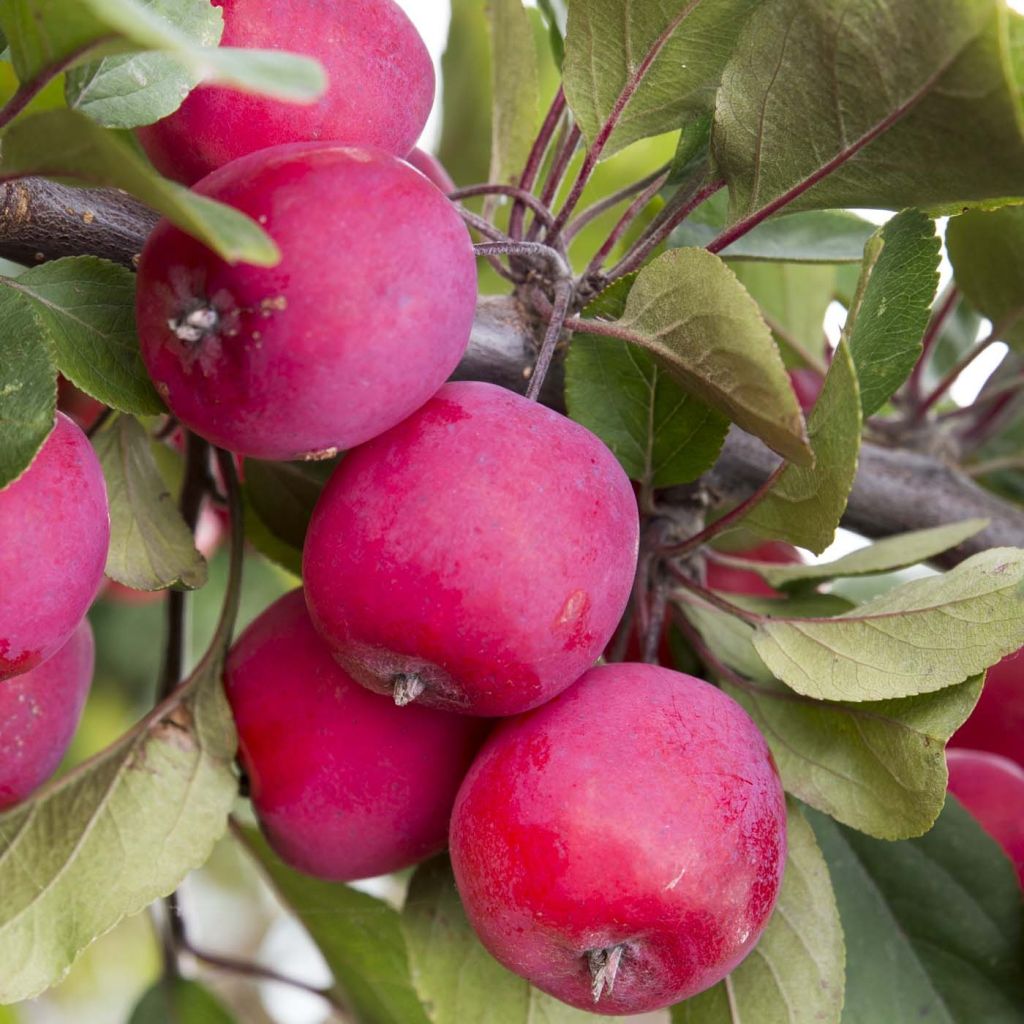 Manzano ornemental Appletini Gulliver - Malus transitoria