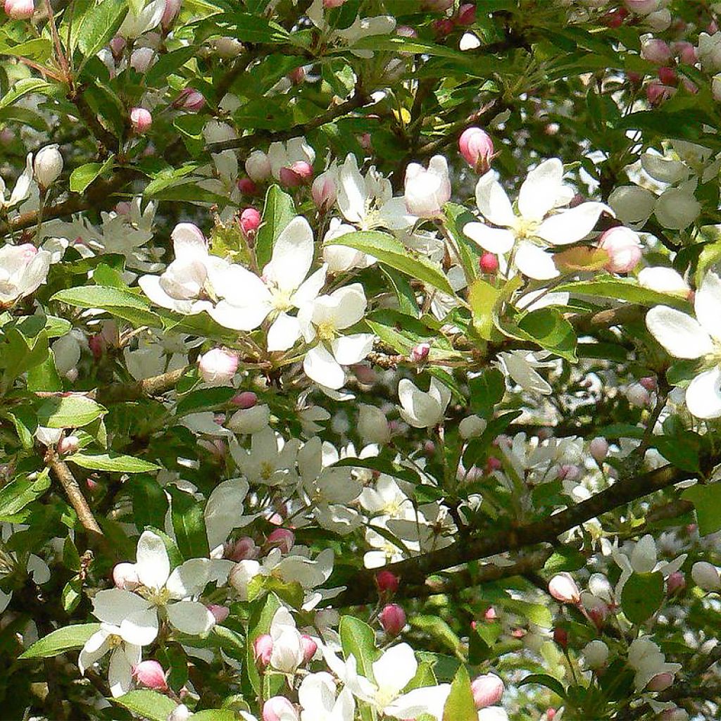 Manzano de flor Comtesse De Paris