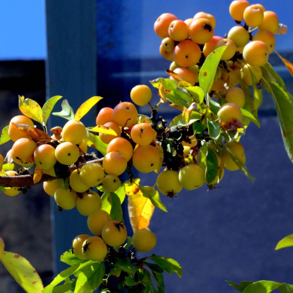 Manzano de flor Golden Hornet