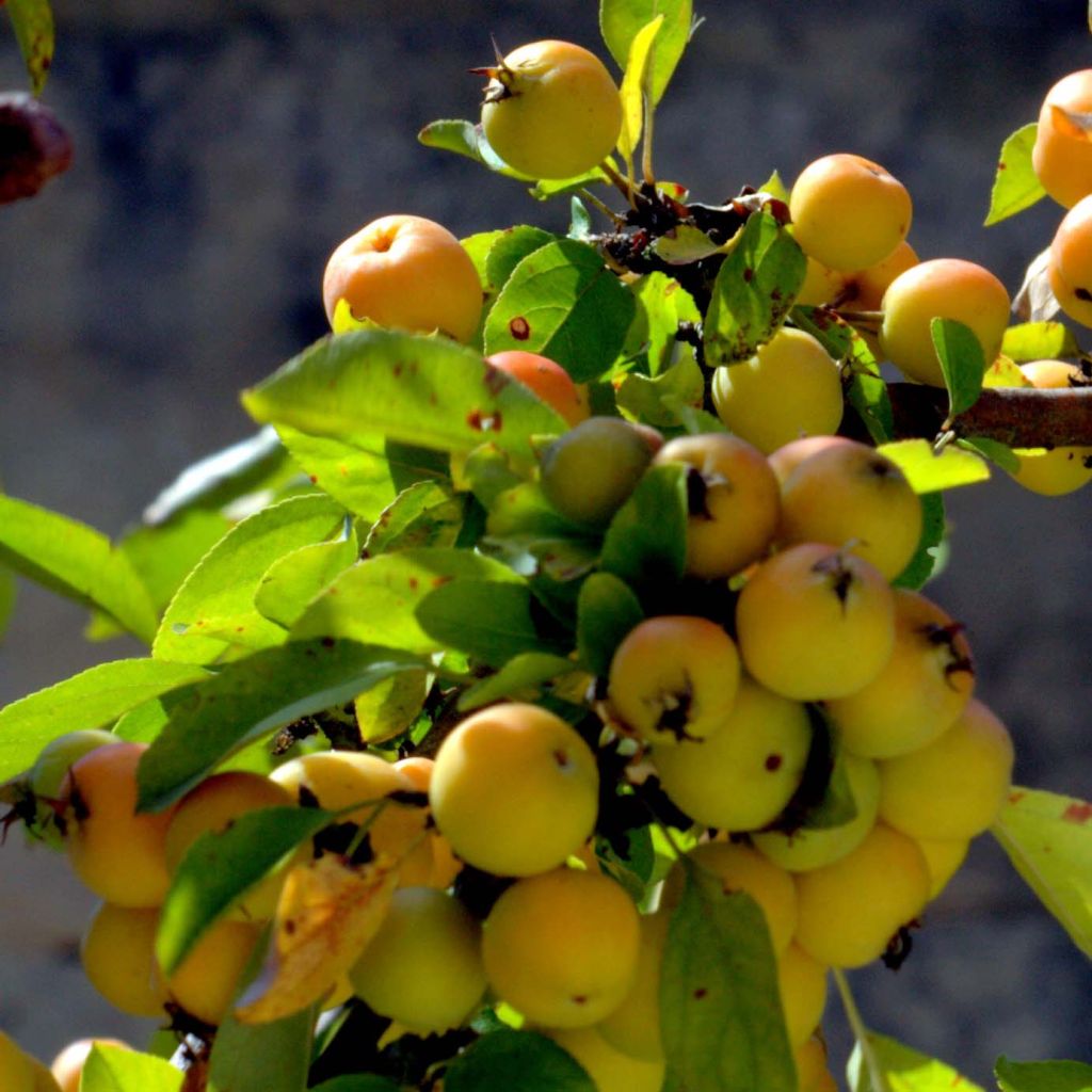 Manzano de flor Golden Hornet