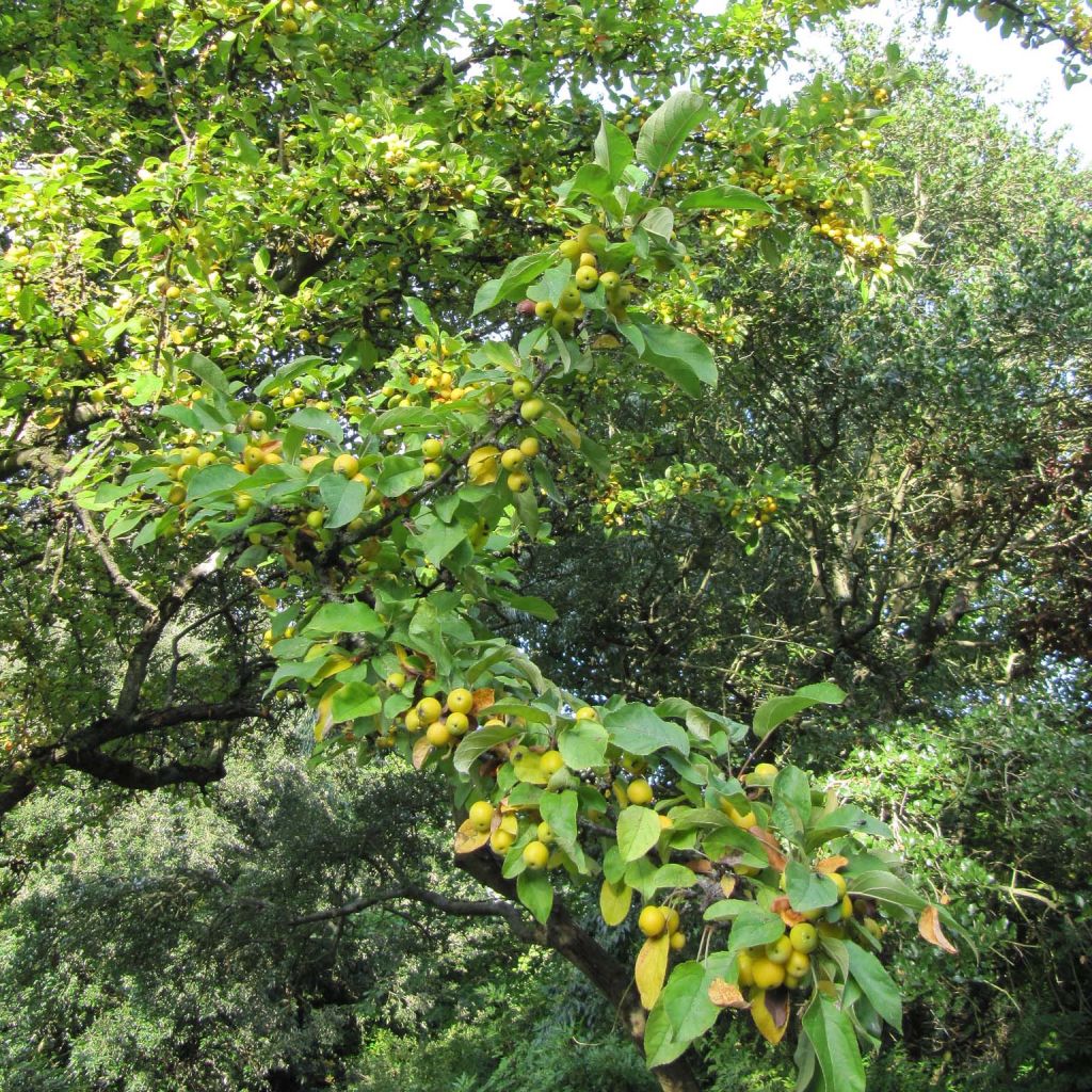 Manzano de flor Golden Hornet