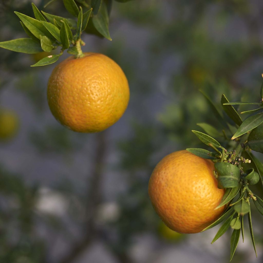 Mandarín - Citrus aurantium var. myrtifolia