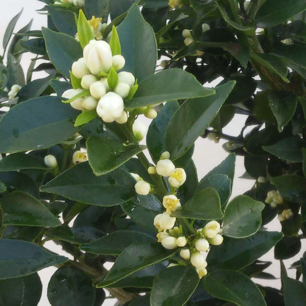 Mandarín - Citrus aurantium var. myrtifolia