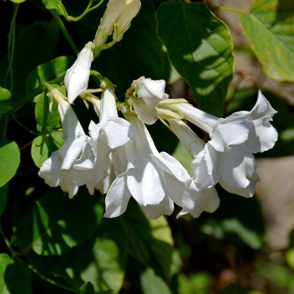 Mandevilla laxa - Dipladenia