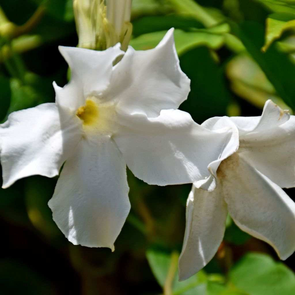 Mandevilla laxa - Dipladenia