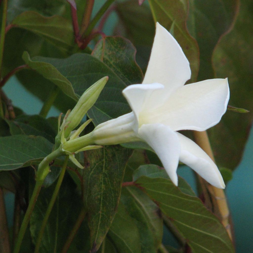 Mandevilla laxa - Dipladenia