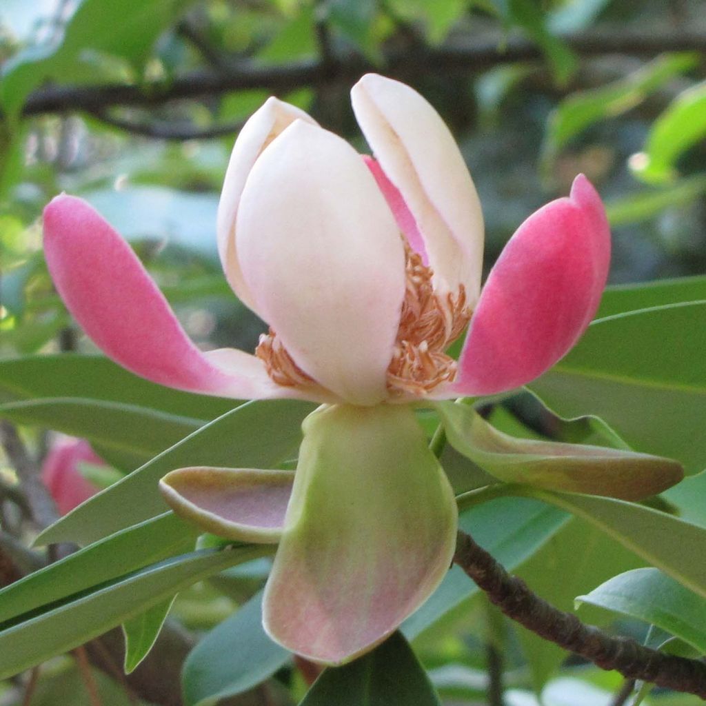 Magnolia insignis - Manglietia