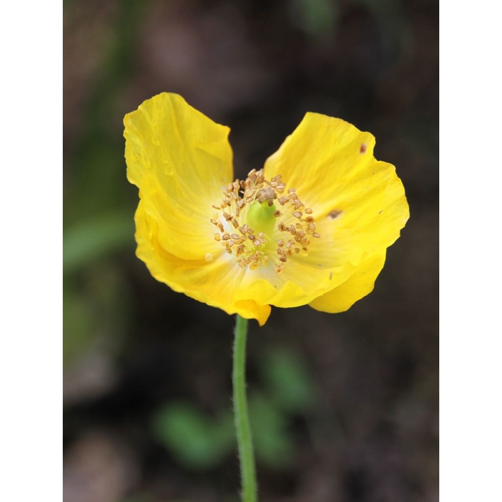 Meconopsis cambrica - Amapola amarilla