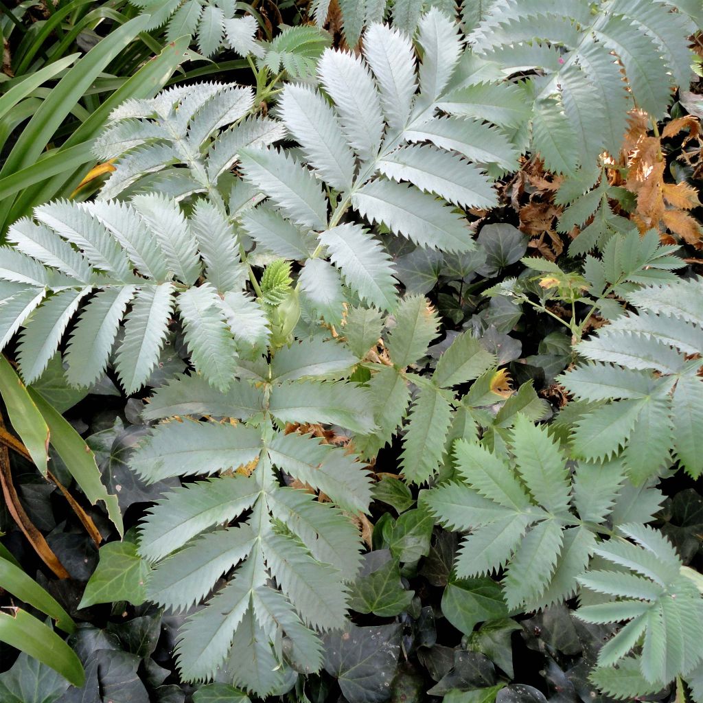 Melianthus major - Melero