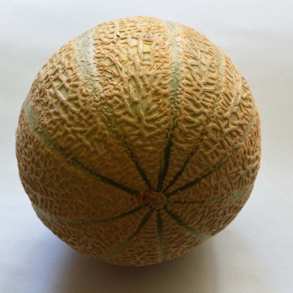 Melón Anasta F1 (plantas)