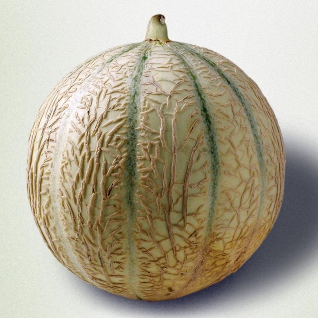 Melón Cyrano F1 (planta interjada)