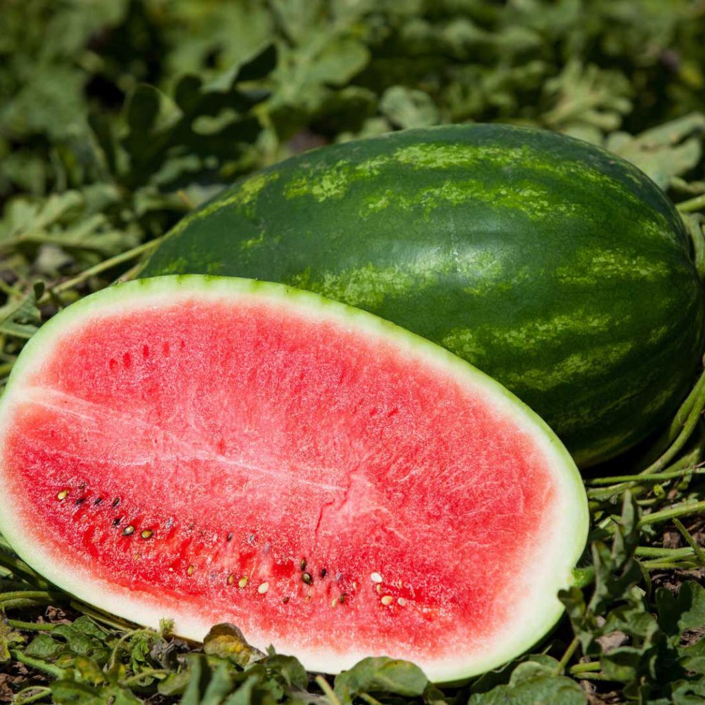 Melon d'eau Charleston Grey NT - Ferme de Sainte Marthe