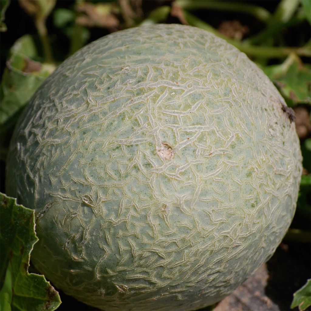 Melón Sucrin de Tours Bio - Ferme de Sainte Marthe