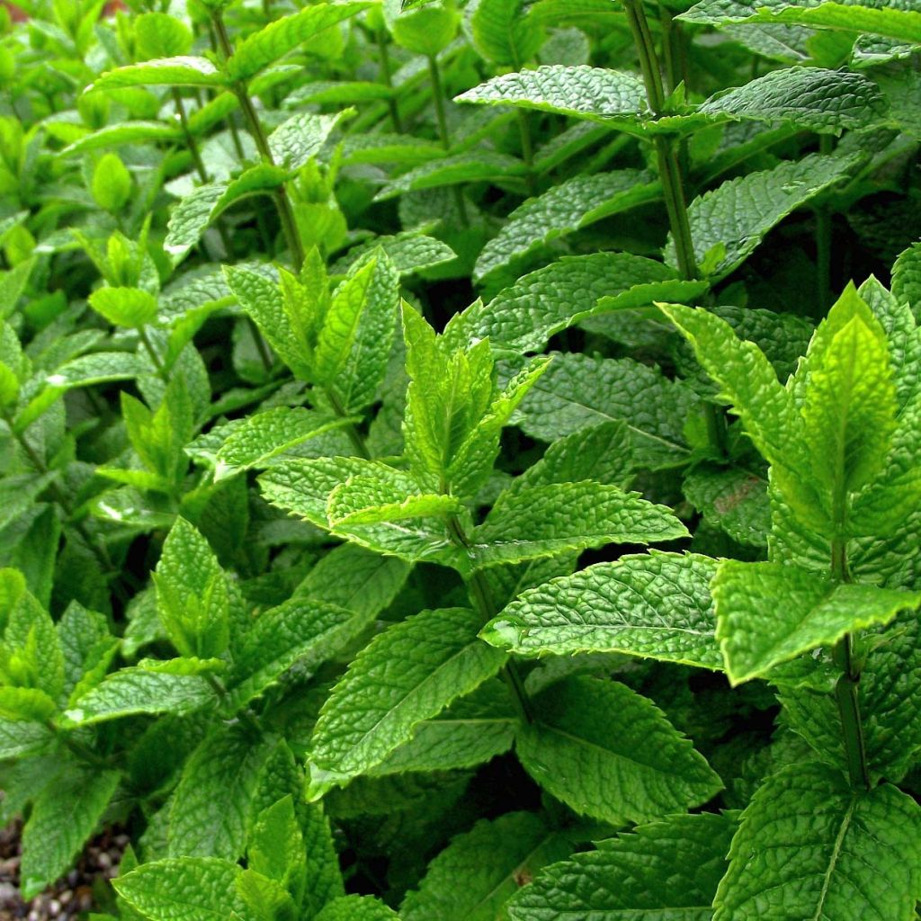 Menta BIO