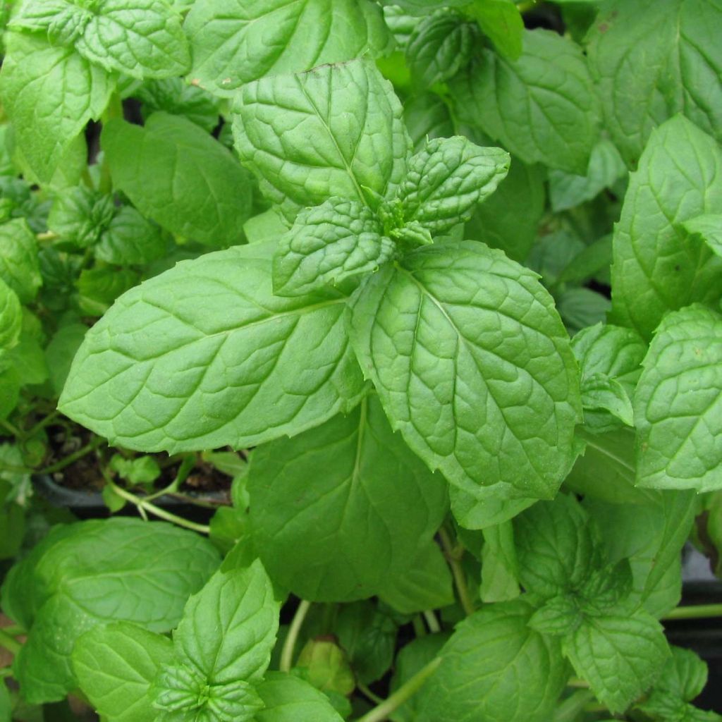 Hierbabuena Bio - Mentha spicata