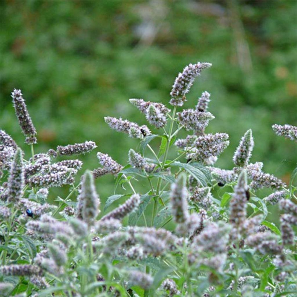 Menta de caballo Buddleja