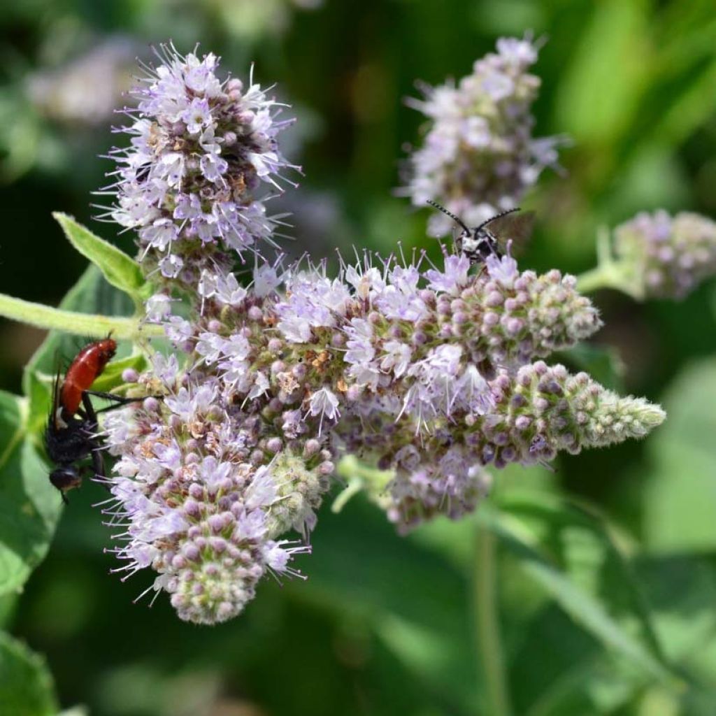 Menta de caballo Buddleja