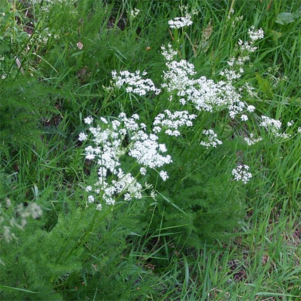 Cenullo de puerto - Meum athamanticum