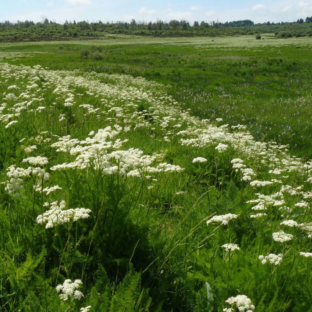 Cenullo de puerto - Meum athamanticum