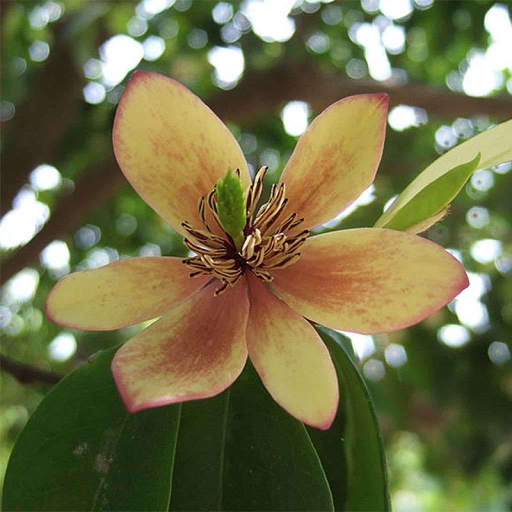 Magnolia figo - Arbusto de la banana