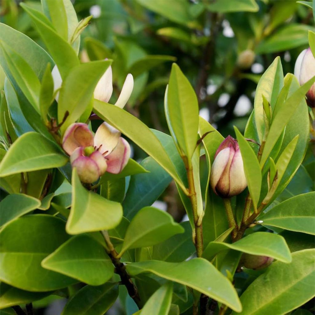 Magnolia figo - Arbusto de la banana