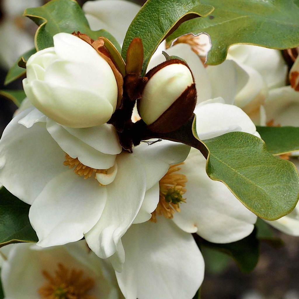 Magnolia yunnanensis Gail's Favorite - Michelia