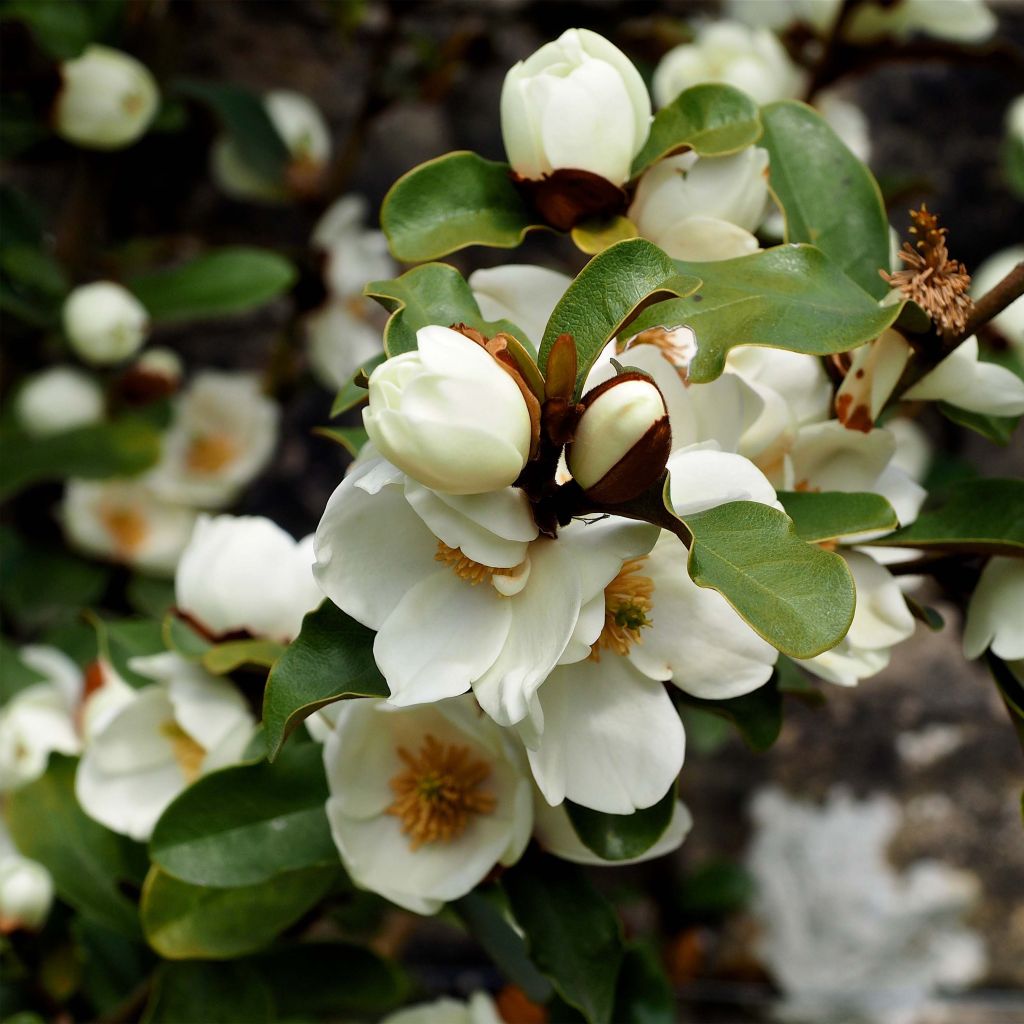 Magnolia yunnanensis Gail's Favorite - Michelia