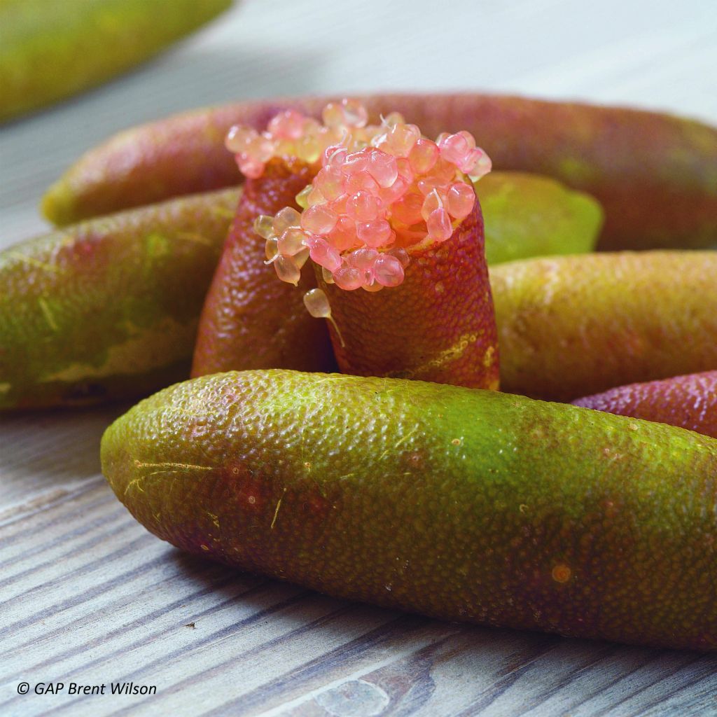 Lima dedo - Microcitrus australasica