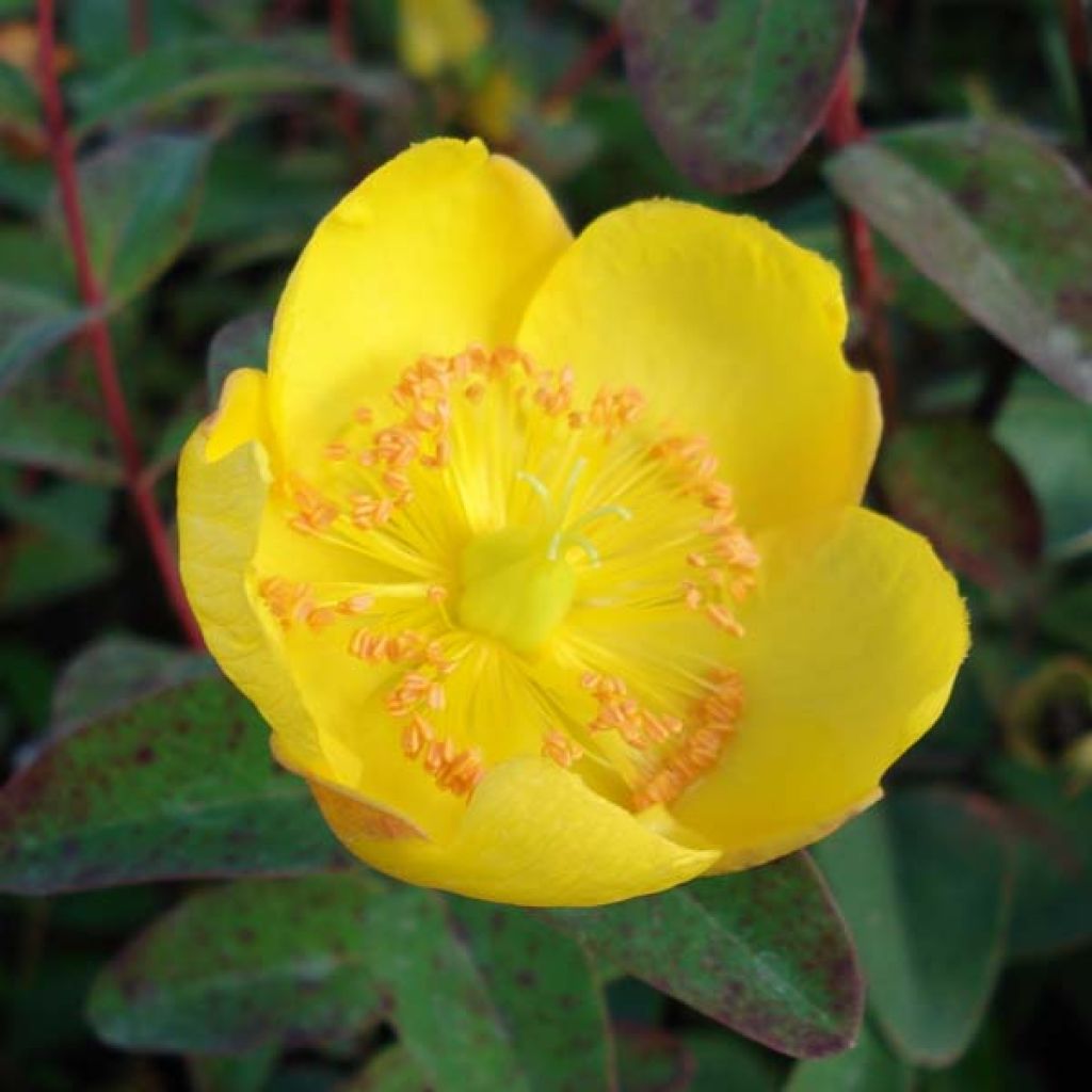 Hypericum dummeri Peter Dummer - Hipérico