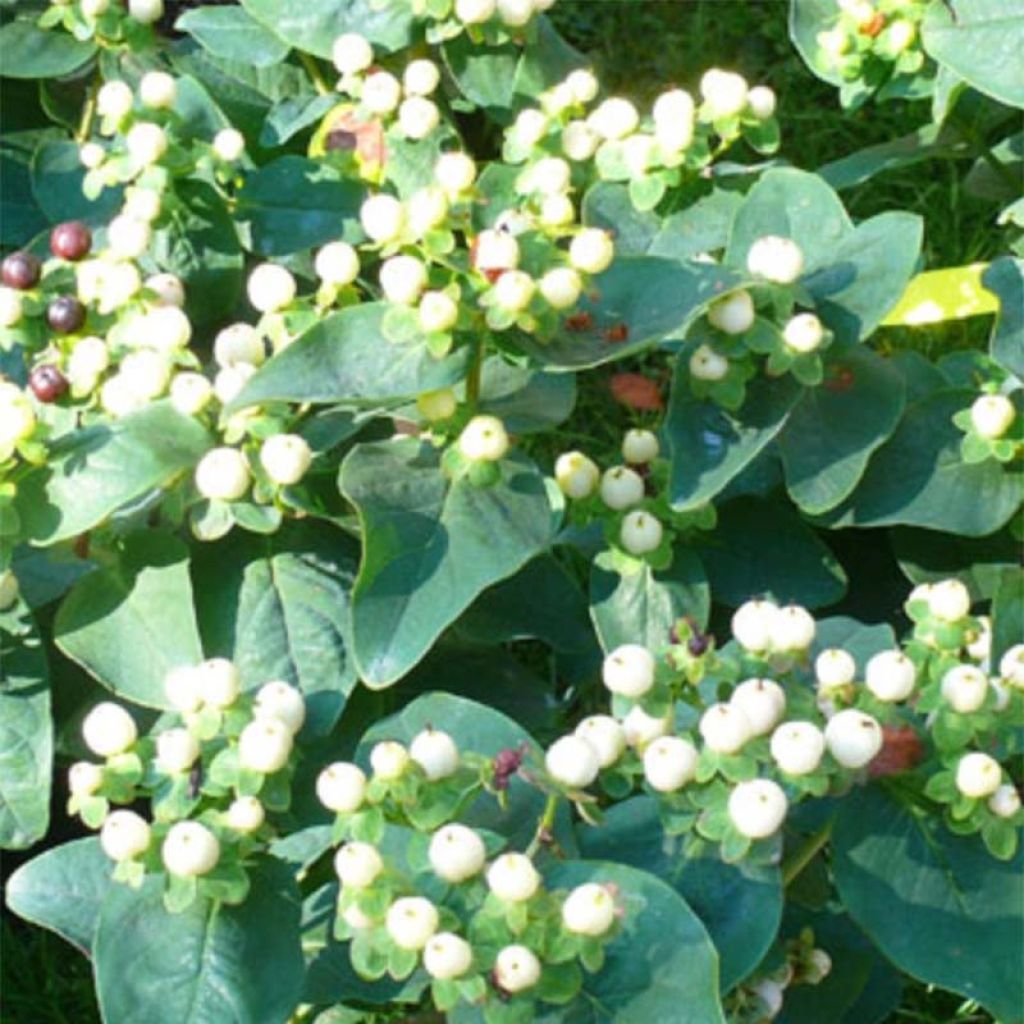 Hypericum inodorum Magical White - Hipérico