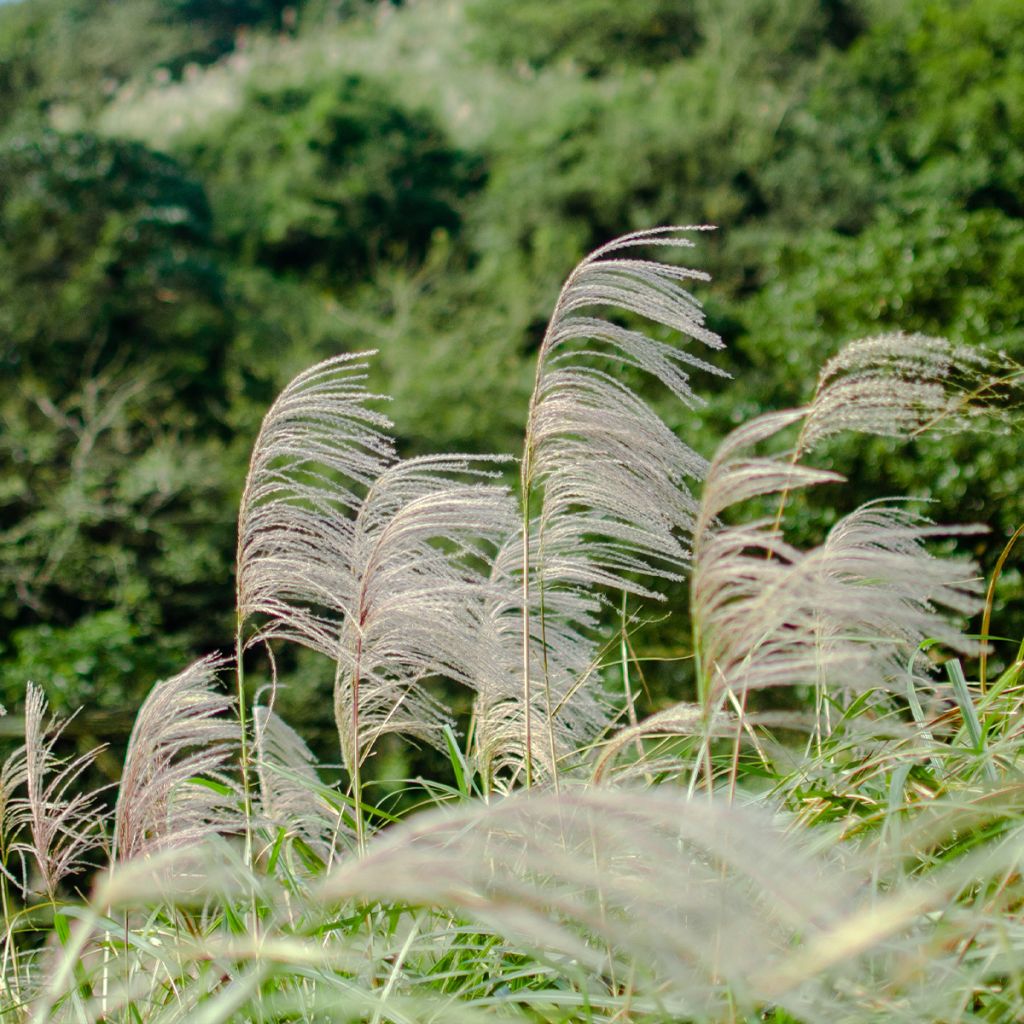 Miscanthus floridulus - Roseau de Chine, Eulalie gigantesque