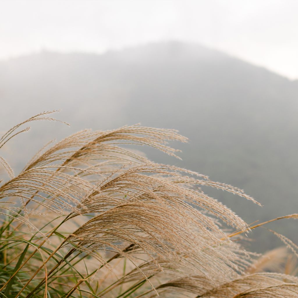 Miscanthus floridulus - Roseau de Chine, Eulalie gigantesque