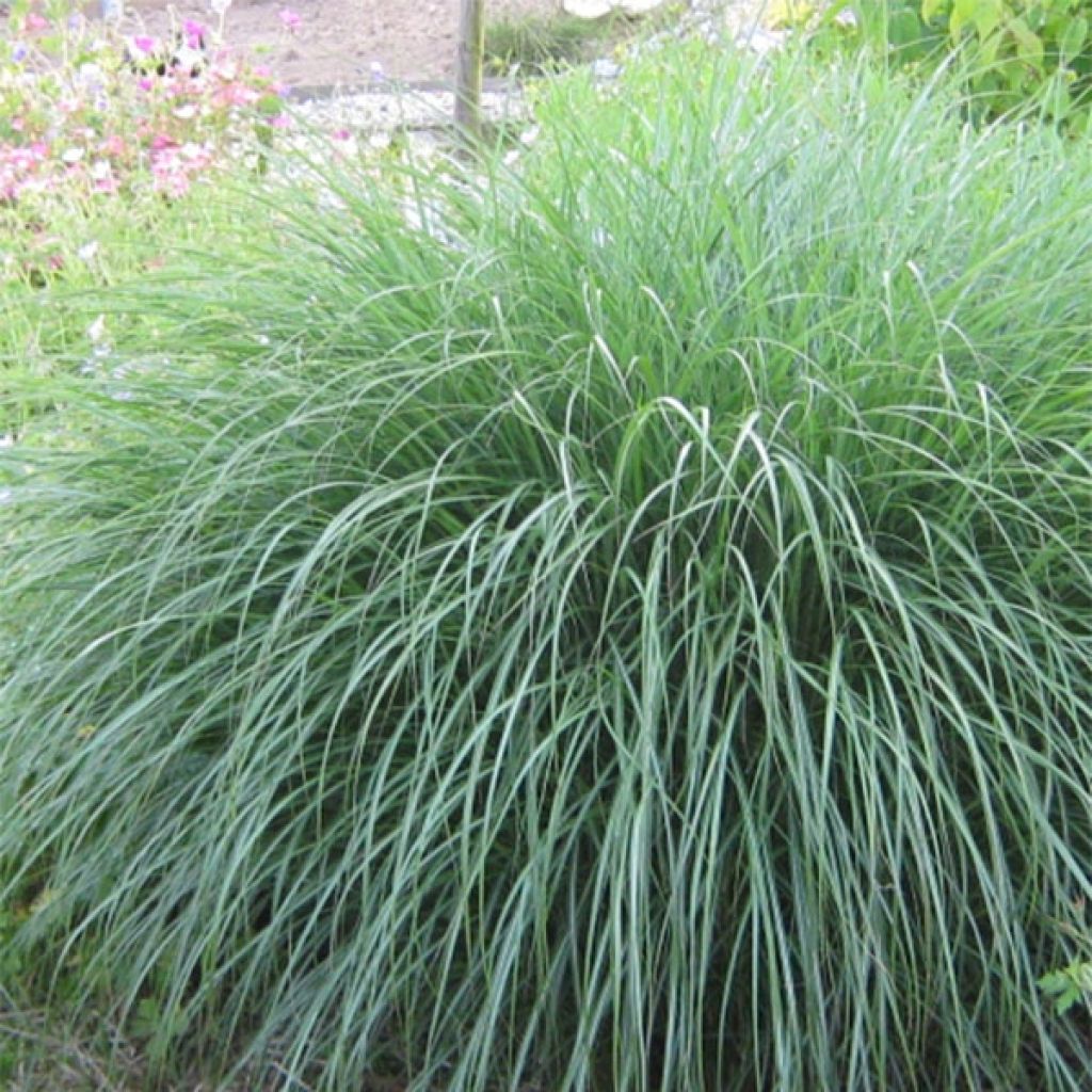 Miscanthus sinensis Adagio